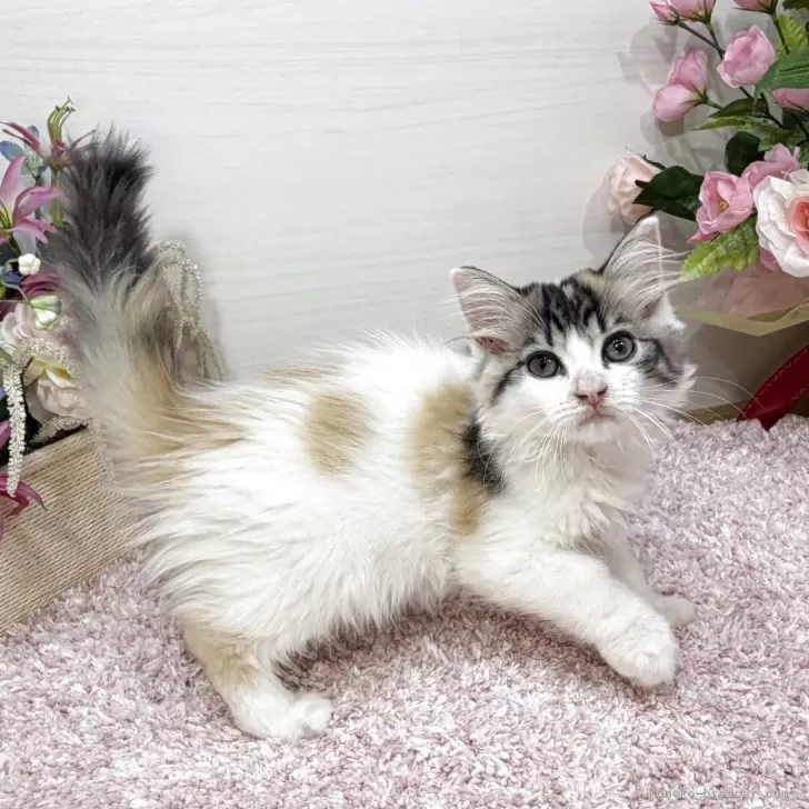 ラガマフィン【東京都・女の子・2025年9月2日・ブラウンパッチドタビー&ホワイト】の写真1