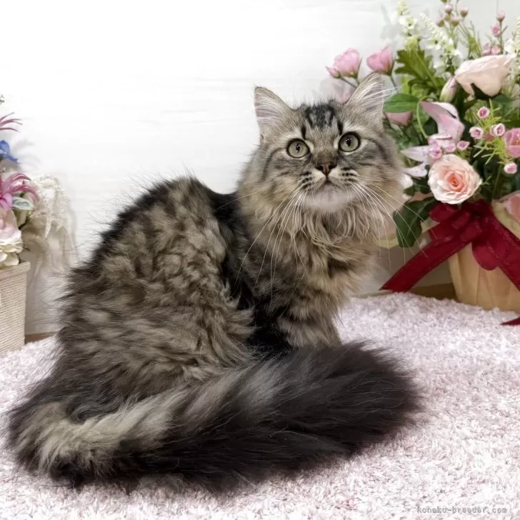 ミヌエット(長足)【東京都・男の子・2025年7月1日・ブラウンタビー】の写真1「⭐️目力強⭐️実物かなりのイケメンです❣️人懐っこさ最上級💖」