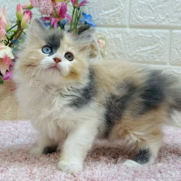 ID：2501-00502の子猫