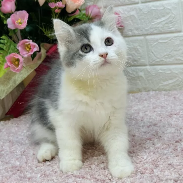 たま 様のお迎えした子猫