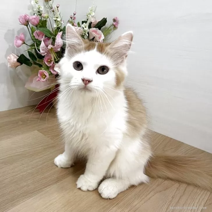 ID:2509-00804の子猫