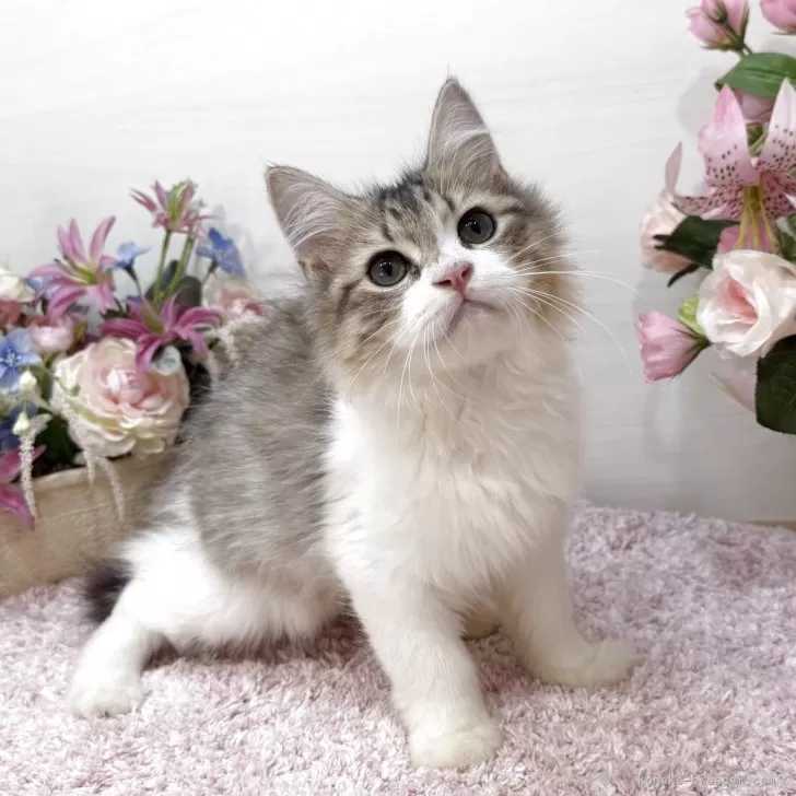 ラガマフィン【東京都・男の子・2025年7月13日・ブラウンタビー&amp;ホワイト】の写真1