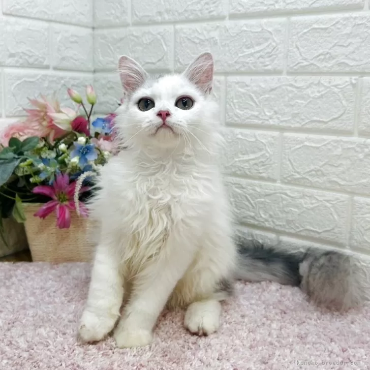 ID：2504-02699の子猫