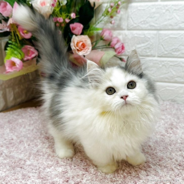 ブリーダー画像
