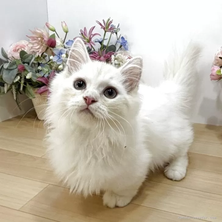 N.Y 様のお迎えした子猫