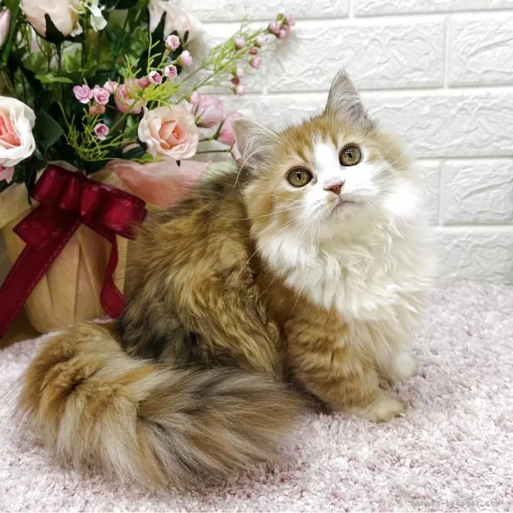 ID：2506-02954の子猫