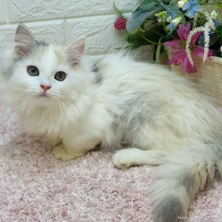 ID：2504-00001の子猫