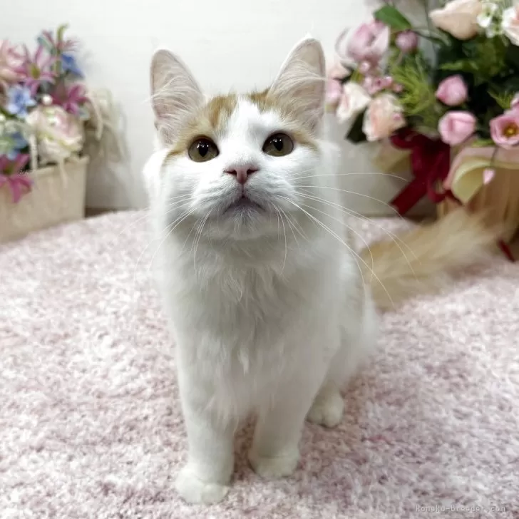 ラガマフィン【東京都・男の子・2025年6月19日・レッドタビー&amp;ホワイト】の写真1「⭐️当日の見学予約対応・お引渡し可能⭐️物怖じなしの人懐っこい性格です💖」