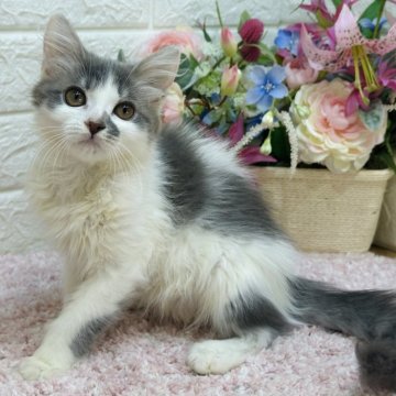 ラガマフィン【東京都・女の子・2024年11月14日・ブルータビー&ホワイト（ロング）】の写真「女子らしい優しいお顔😻超おっとり甘えっ子❣️」