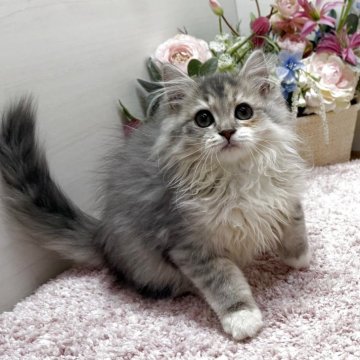 ラガマフィン【東京都・女の子・2025年10月15日・ブルーパッチドタビー&ホワイト（ロング）】の写真「きゅるるん瞳で見つめてくる激かわ娘😻💕」