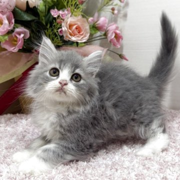 ラガマフィン【東京都・女の子・2025年10月25日・ブルータビー&ホワイト（ロング）】の写真「美ハチワレ女子😻✨かわいい靴下履いてます💖」