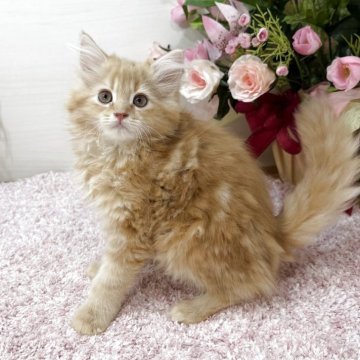 ラガマフィン【東京都・男の子・2025年8月25日・レッドタビー（ロング）】の写真「服に潜り込みスリゴロするのが得意技😻💕」