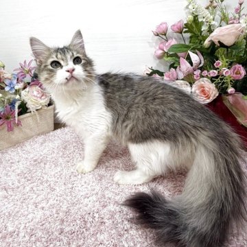 ラガマフィン【東京都・男の子・2025年7月13日・ブラウンタビー&ホワイト（ロング）】の写真「人懐っこさ最上級🏆口元を怪我してます😹」