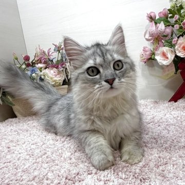 ラガマフィン【東京都・男の子・2025年7月13日・シルバータビー（ロング）】の写真「💖超甘えん坊イケメンお探しの方に是非💖」