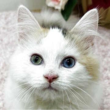 ラガマフィン【東京都・女の子・2025年9月2日・キャリコ・バン（ロング）】の写真「超希少⭐️ダイクロイックアイ💎ペンライトテール」