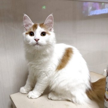 ラガマフィン【東京都・男の子・2025年6月19日・レッドタビー&ホワイト（ロング）】の写真「💯当舎自慢の性格大当り🎯ベタ慣れです❣️」