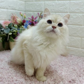 マンチカン(長足)【東京都・男の子・2024年11月5日・カメオタビー（ロング）】の写真「モフモフ美男子✨ゴロゴロ大音量🎶性格大当り🎯」