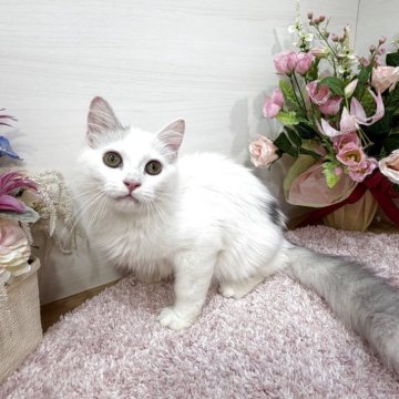 マンチカン(長足)【東京都・男の子・2025年7月2日・シルバータビー&ホワイト（ロング）】の写真「🥇人懐れ最上級甘えんぼ大賞🏆物怖じ全くなし😽」