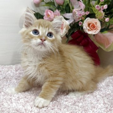 ラガマフィン【東京都・男の子・2025年9月2日・レッドタビー&ホワイト（ロング）】の写真「靴下＆ペンライトテールのイケメン😻✨」