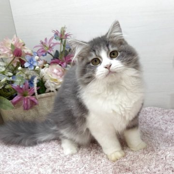 ラガマフィン【東京都・女の子・2025年7月13日・ブルータビー&ホワイト（ロング）】の写真「実物激かわ❣️バチっと綺麗な青ハチワレ美猫😻✨」