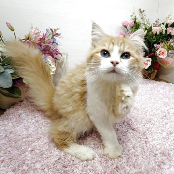 ラガマフィン【東京都・女の子・2025年9月2日・レッドタビー&ホワイト（ロング）】の写真「激レア⭐️ダイクロイックアイ💎超幸運猫😻✨」