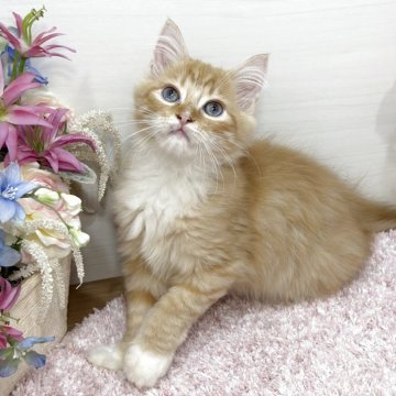 ラガマフィン【東京都・男の子・2025年9月2日・レッドタビー&ホワイト（ロング）】の写真「⭐超希少ダイクロイックアイ💎ペンライトテール😻」