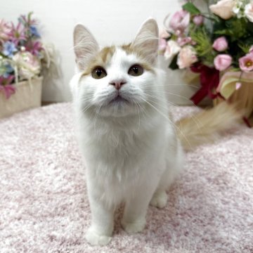 ラガマフィン【東京都・男の子・2025年6月19日・レッドタビー&ホワイト（ロング）】の写真「💯当舎自慢の性格大当り🎯ベタ慣れです💖」