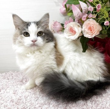 ラガマフィン【東京都・女の子・2025年6月21日・ダイリュートキャリコ（ロング）】の写真「綺麗系アイドル顔💖パステル三毛ハチワレ美猫😻✨」