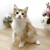 ラガマフィン