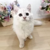 マンチカン(長足)