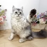 ミヌエット(長足)