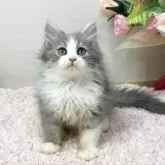 ラガマフィン