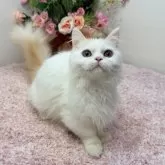 ミヌエット(短足)