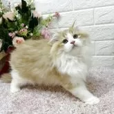 ラガマフィン