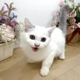 マンチカン(長足)