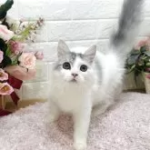 マンチカン(長足)