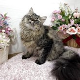 ミヌエット(長足)