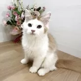 ラガマフィン