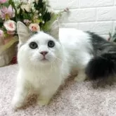 ミヌエット(短足)