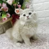 ラガマフィン