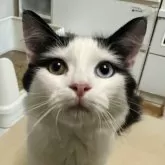 ラガマフィン【東京都・男の子・2024年9月30日・ブラック&ホワイト】の写真1