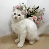 マンチカン(長足)