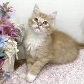 ラガマフィン【東京都・男の子・2025年9月2日・レッドタビー&ホワイト】の写真1「写真だと解りにくいですが両目とも上部ゴールド⭐️下部ブルー💎超希少ダイクロイックアイです‼️」