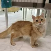 マンチカン(長足)【東京都・男の子・2024年11月5日・レッドタビー】の写真1「両親4項目遺伝子検査クリア🧬実物めっちゃカワイイ💖」