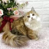ミヌエット(短足)