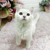マンチカン(長足)
