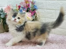 ラガマフィン【東京都・女の子・2024年11月11日・ダイリュートキャリコ】の写真2