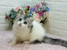 ミヌエット(長足)【東京都・男の子・2024年12月14日・シルバータビー&ホワイト】の写真14