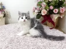 ラガマフィン【東京都・男の子・2025年8月25日・ブルータビー&ホワイト】の写真2