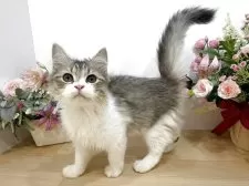 ラガマフィン【東京都・男の子・2025年7月13日・ブラウンタビー&ホワイト】の写真7